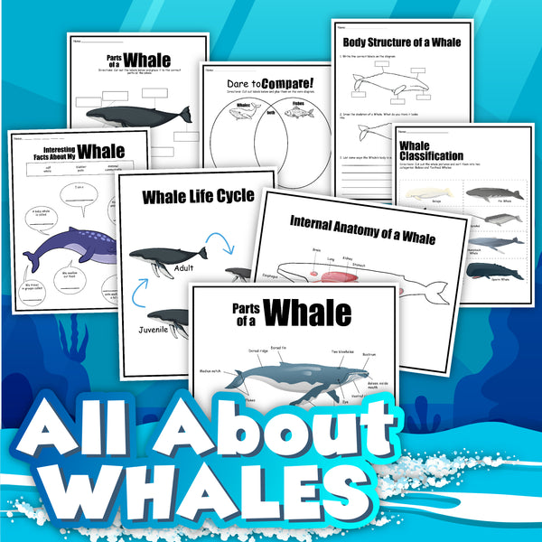 Life Cycle of a Whale – An Off Grid Life