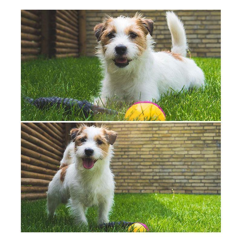 weasel ball for dogs