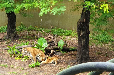 Anda boleh bawa anak-anak lihat secara dekat haiwan seperti harimau dan anaknya di Johor Zoo dalam lawatan anda ke tempat menarik di Johor.