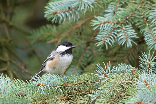 Black Capped Chickadee on blue spruce pine tree