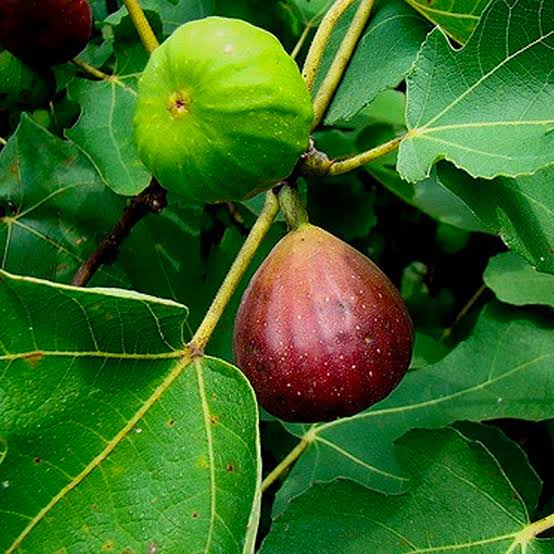 Dwarf Pear Tree - 'Bartlett' – Al's Garden & Home