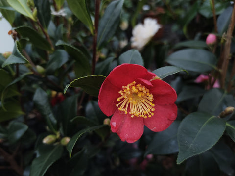 Camellia sasanqua 'Yuletide'