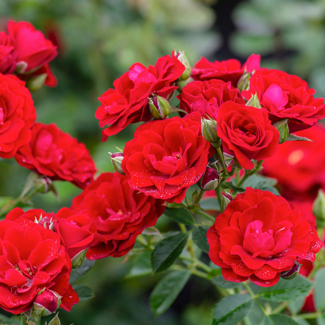 Star® Roses - Brick House® Floribunda Rose – Al's Garden & Home