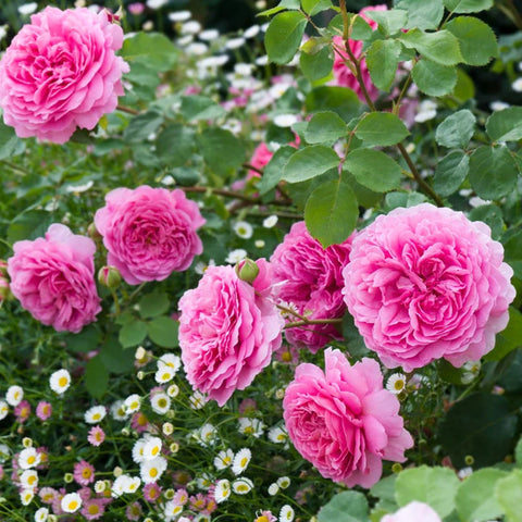 'Princess Alexandra Of Kent' Rose