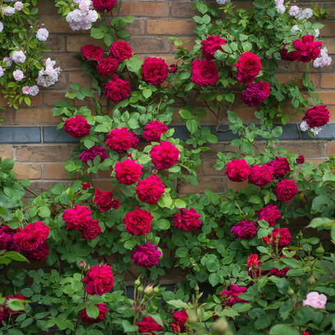 'Tess of the D'Urbervilles' David Austin Rose