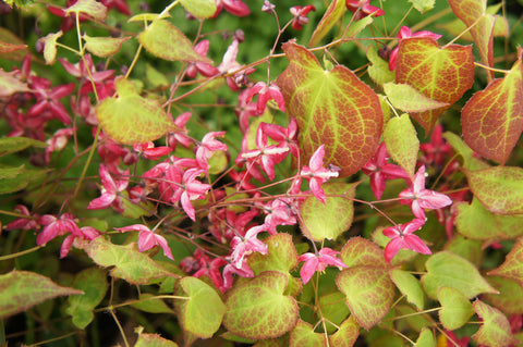 Epimedium