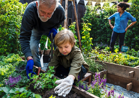 Family planting vegetable from backyard garden