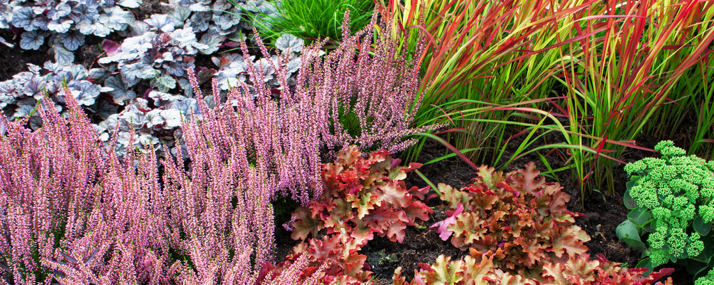 Flower bed autumn with colorful flowers and plants