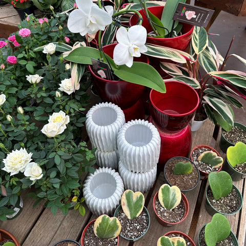 valentine's day gifts at al's garden and home