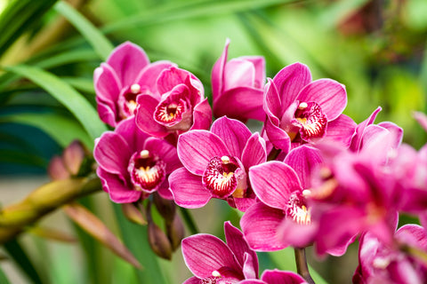 Puple cymbidium flower