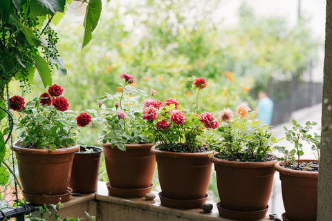 Red and pink roses in flower pots