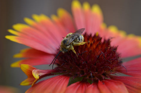 bee feeding on a native wildflower