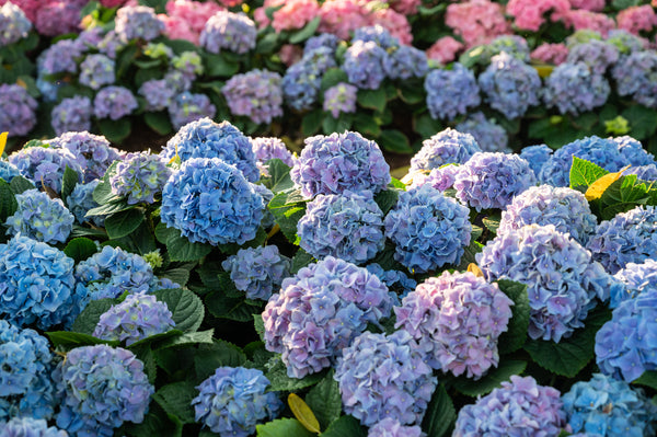 big leaf hydrangeas