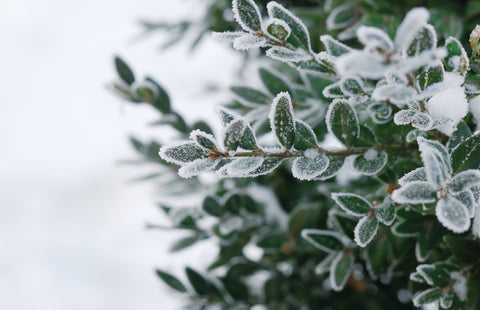 boxwood covered in snow0