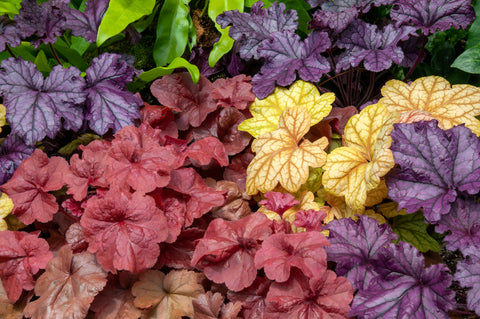 colorful heuchera