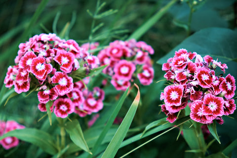 dianthus in spring