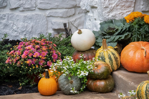 fall annuals and pumpkins on steps