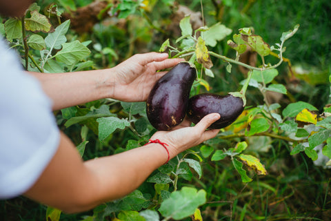 harvesting eggplant