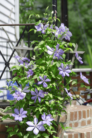 Clematis flowers on a trellis | Vining Plants  