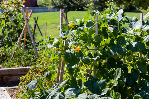  An edible garden | Edible Garden  