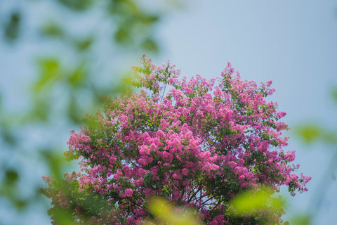 light pink crape myrtle