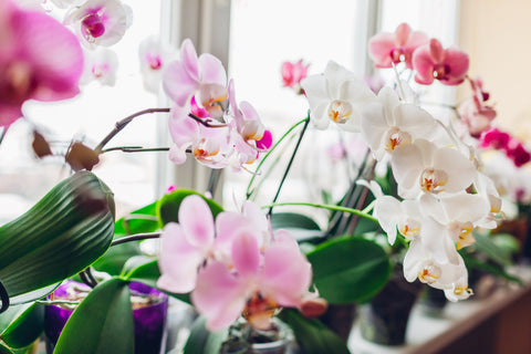 moth orchids on windowsill