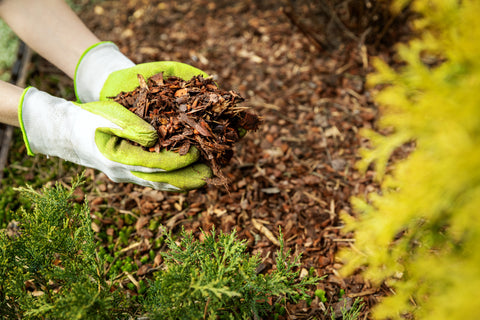 mulching conifer bed