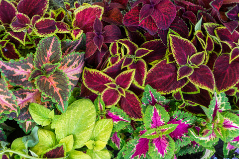 multicolored coleus