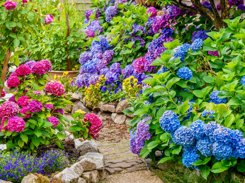 multicolored hydrangeas