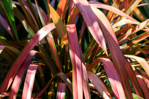 multicolored phormium