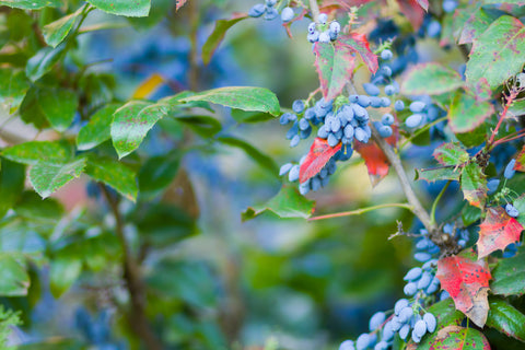 oregon grape