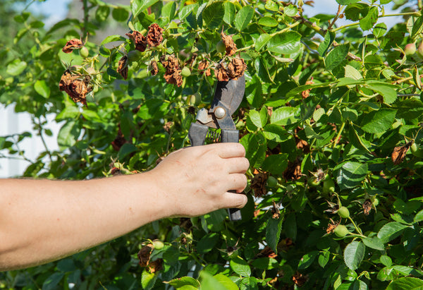 pruning rose bush with pests