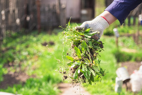 removing weeds