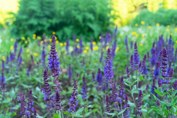 Salvia Plants Outdoors Greater Portland Area