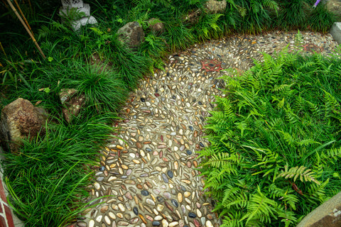 stone path with water loving plants