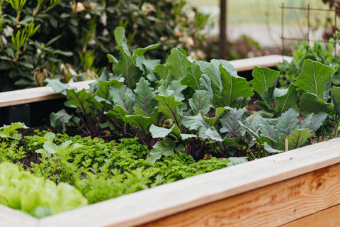  vegetables in a raised bed