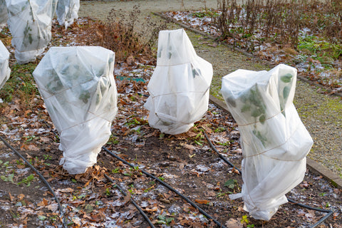 wrapping trees for winter protection