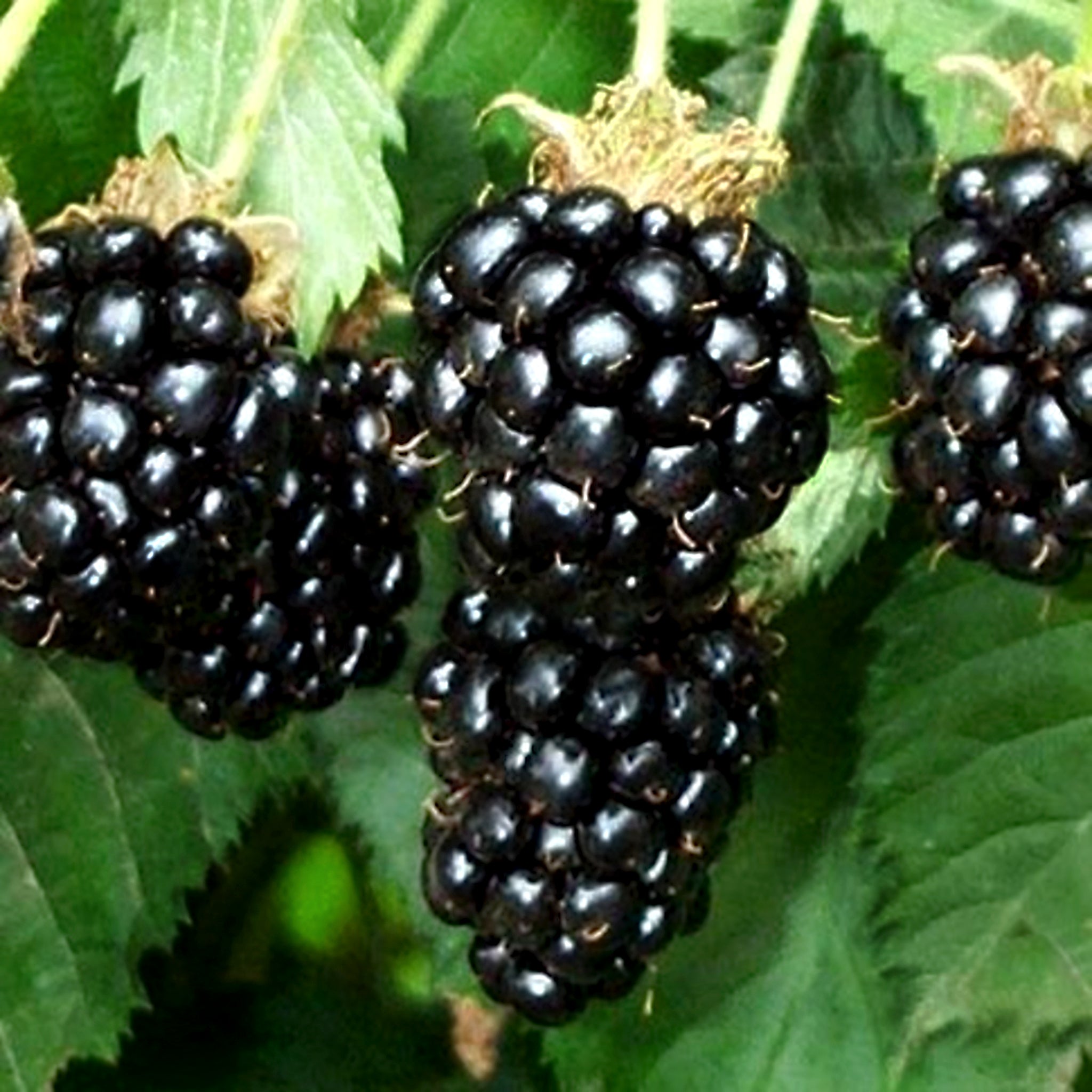 Baby Cakes® Blackberry Bush – Al's Garden & Home