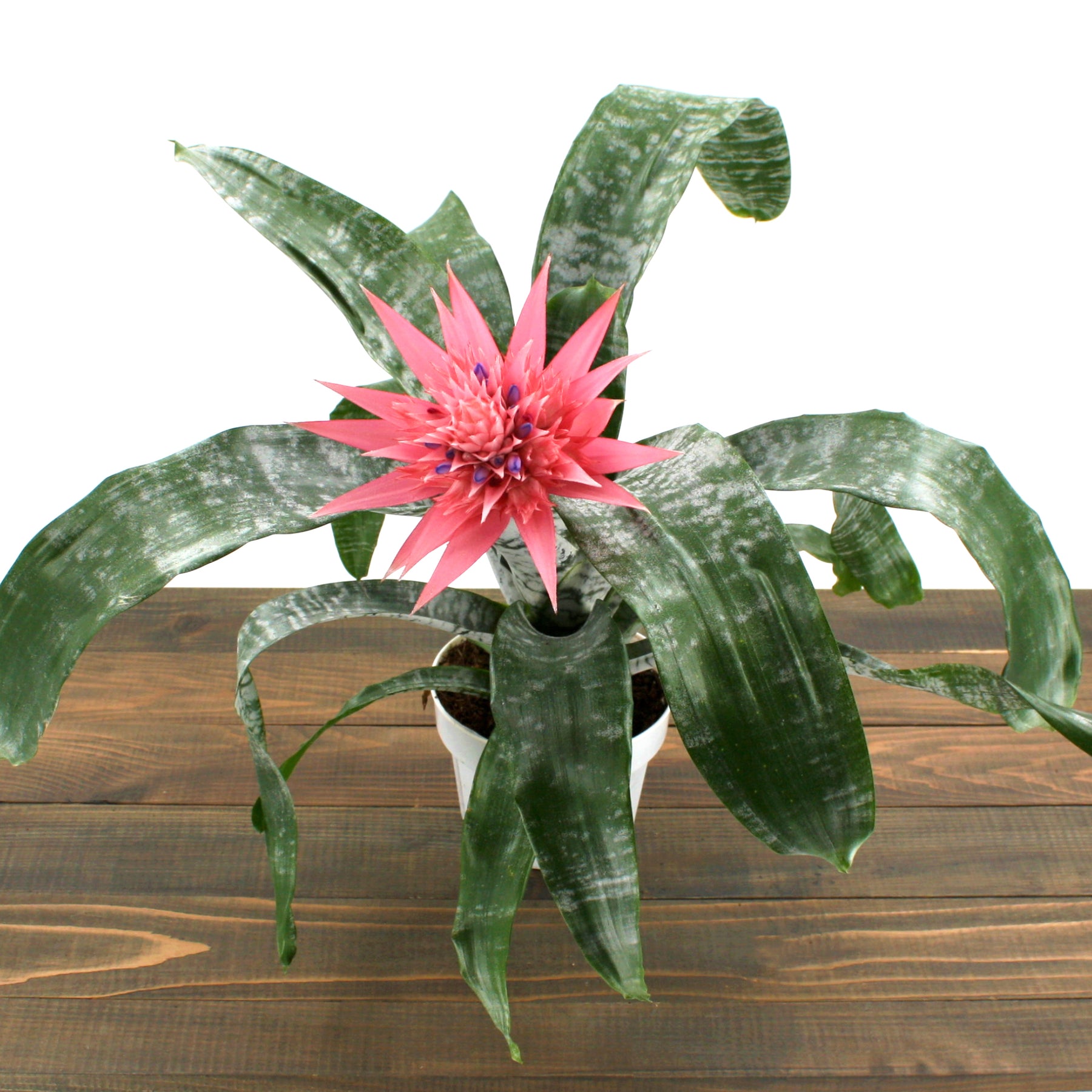 Bromeliad Aechmea – Al's Garden & Home