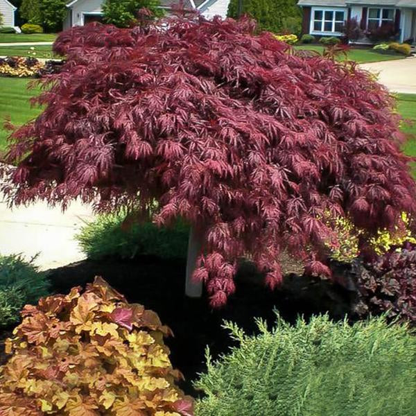 Arborvitae - 'Green Giant' – Al's Garden & Home