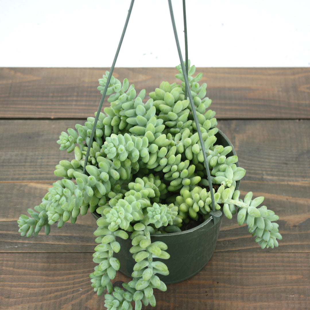 String of Pearls – Al's Garden & Home