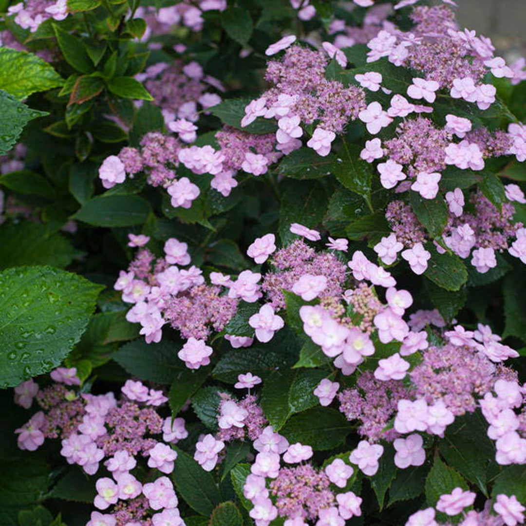 HYDRANGEA ENDLESS SUMMER – Knippel Garden Centre