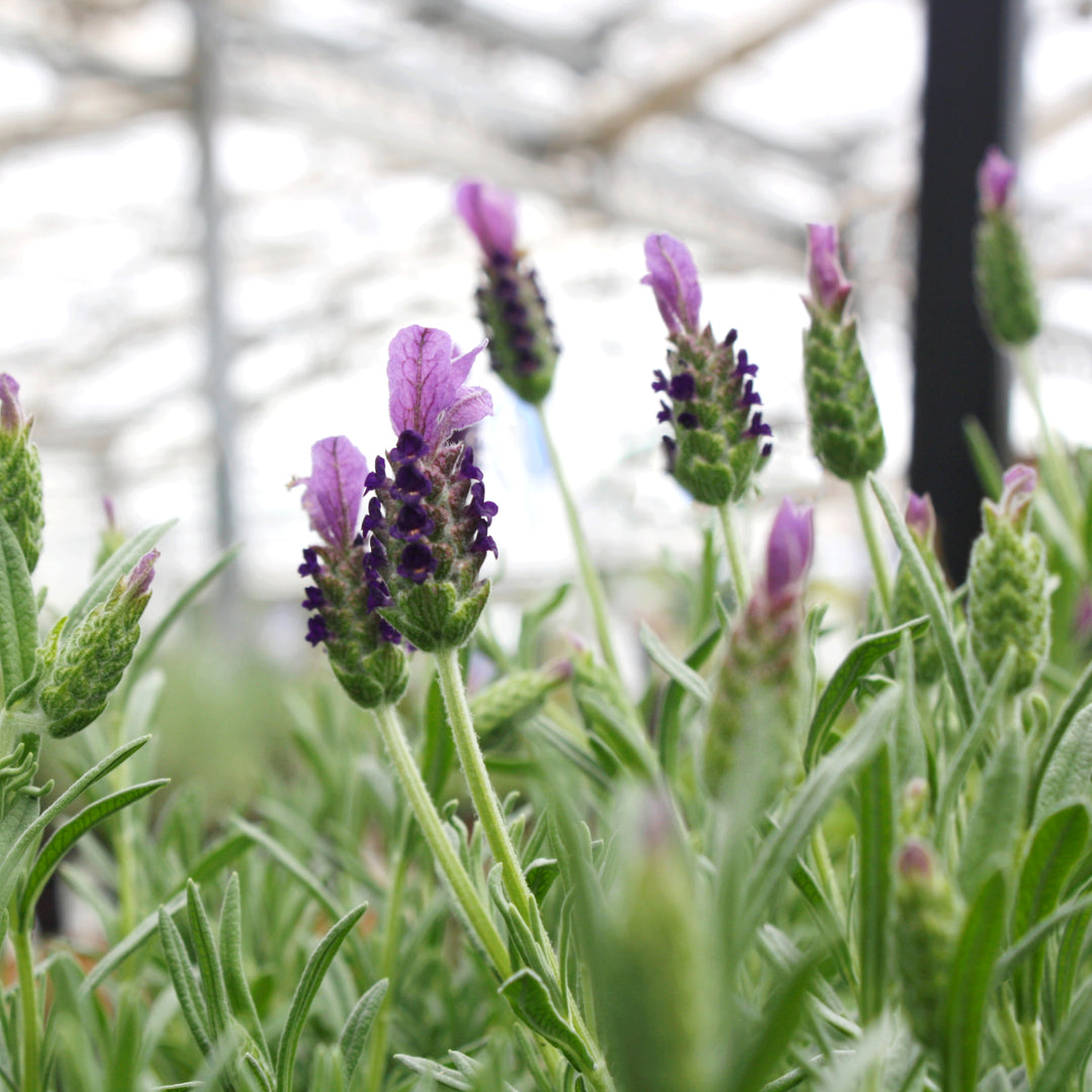 Lavender - 'Provence' – Al's Garden & Home