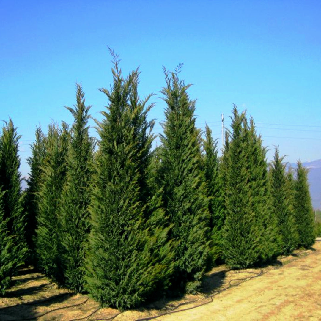 Arborvitae - 'Green Giant' – Al's Garden & Home