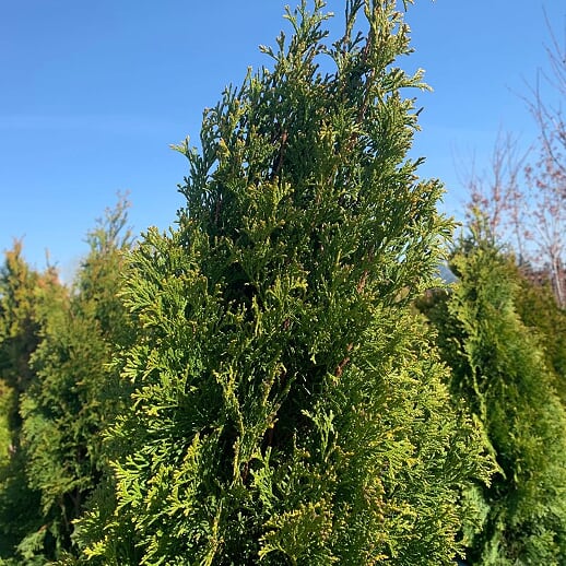 Arborvitae - 'Green Giant' – Al's Garden & Home