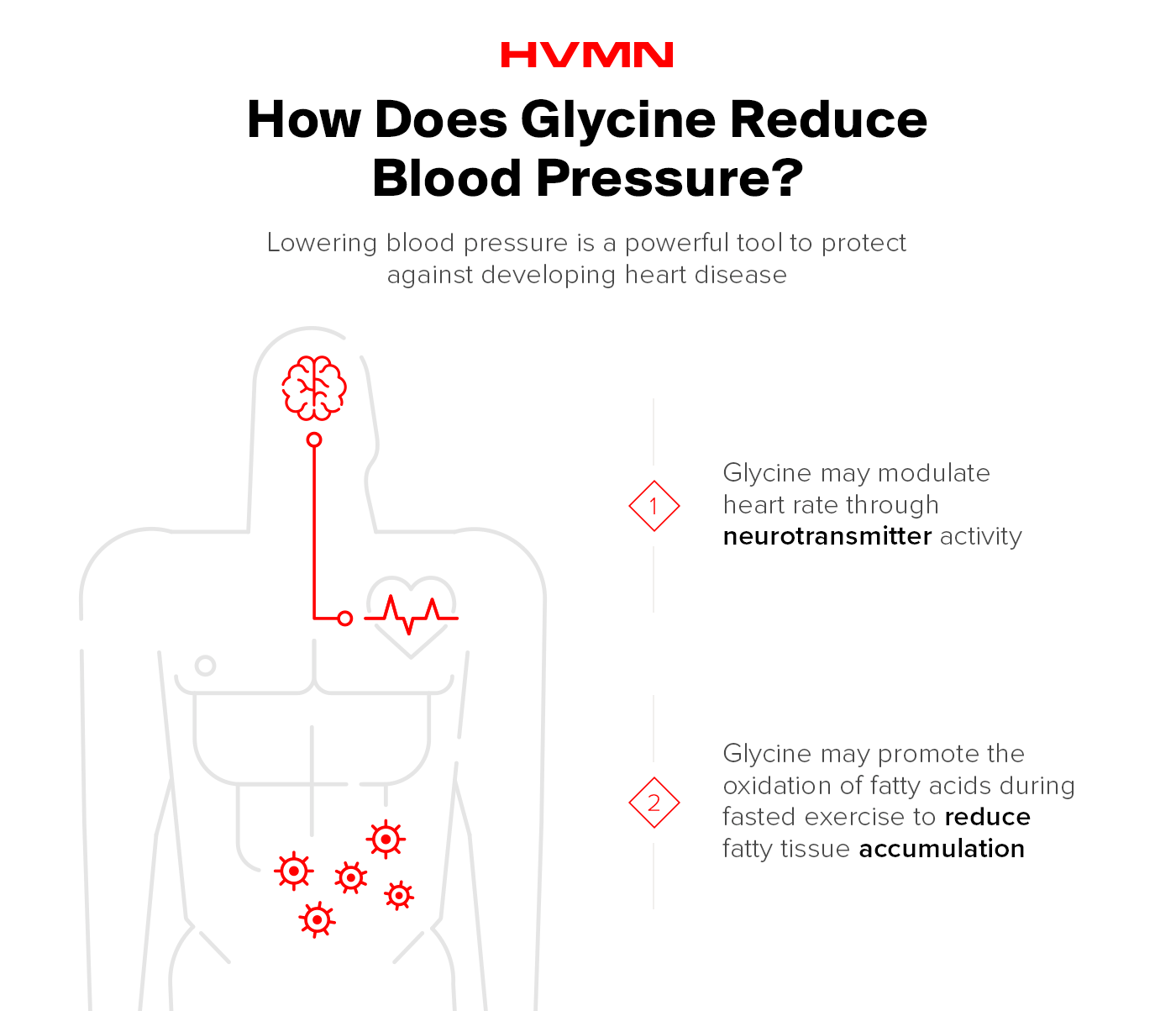 An illustration of the human body with a line connecting the heart and the brain, showing how glycine can reduce blood pressure.