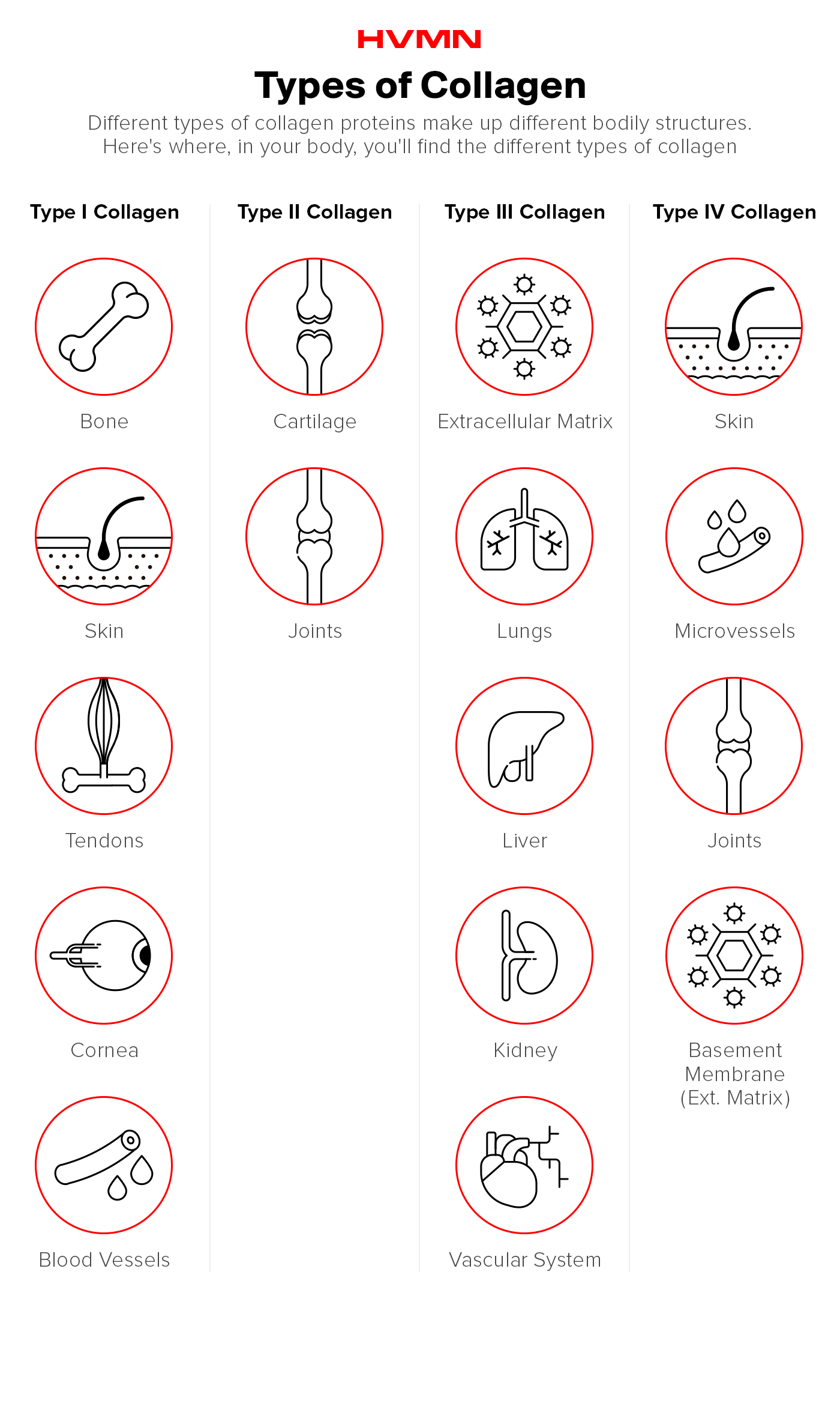 Types of collagen.