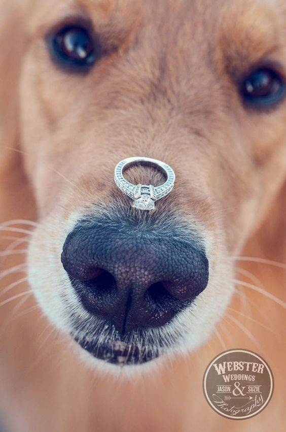 Doggy Wedding Proposal | Wedding Proposal Ideas That You're Sure to Love | My Wedding Favors