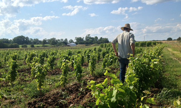 Tending the Vineyard - Trail Estate Winery