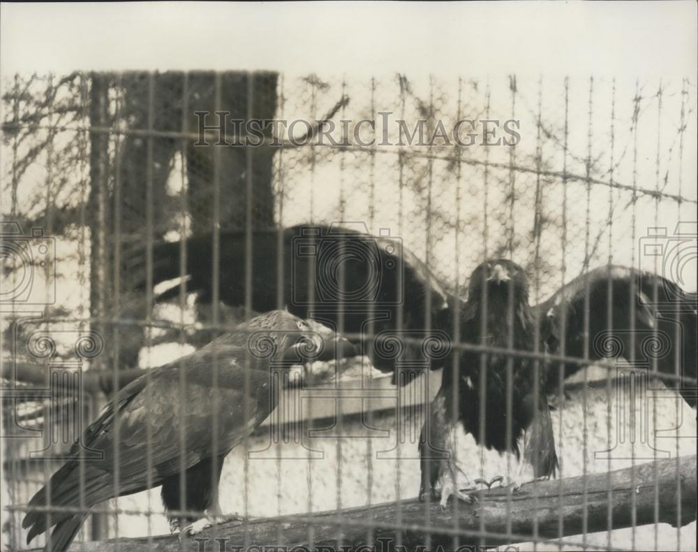 1965 Press Photo Goldie London Zoo Golden Eagle Captured After Escape Regents